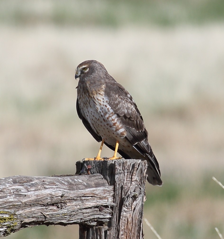 Northern Harrier - ML645355835