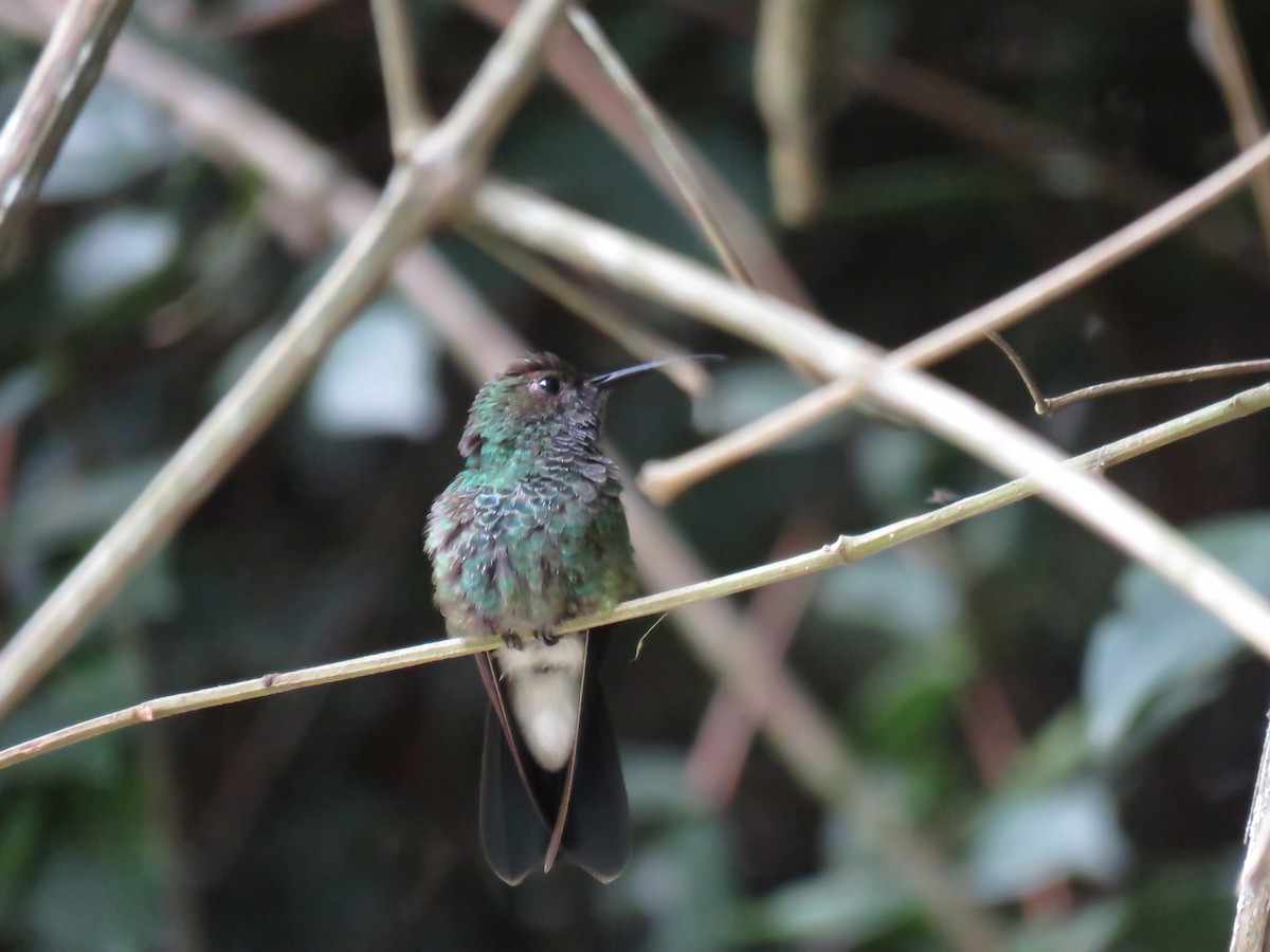 White-vented Plumeleteer - ML645355845