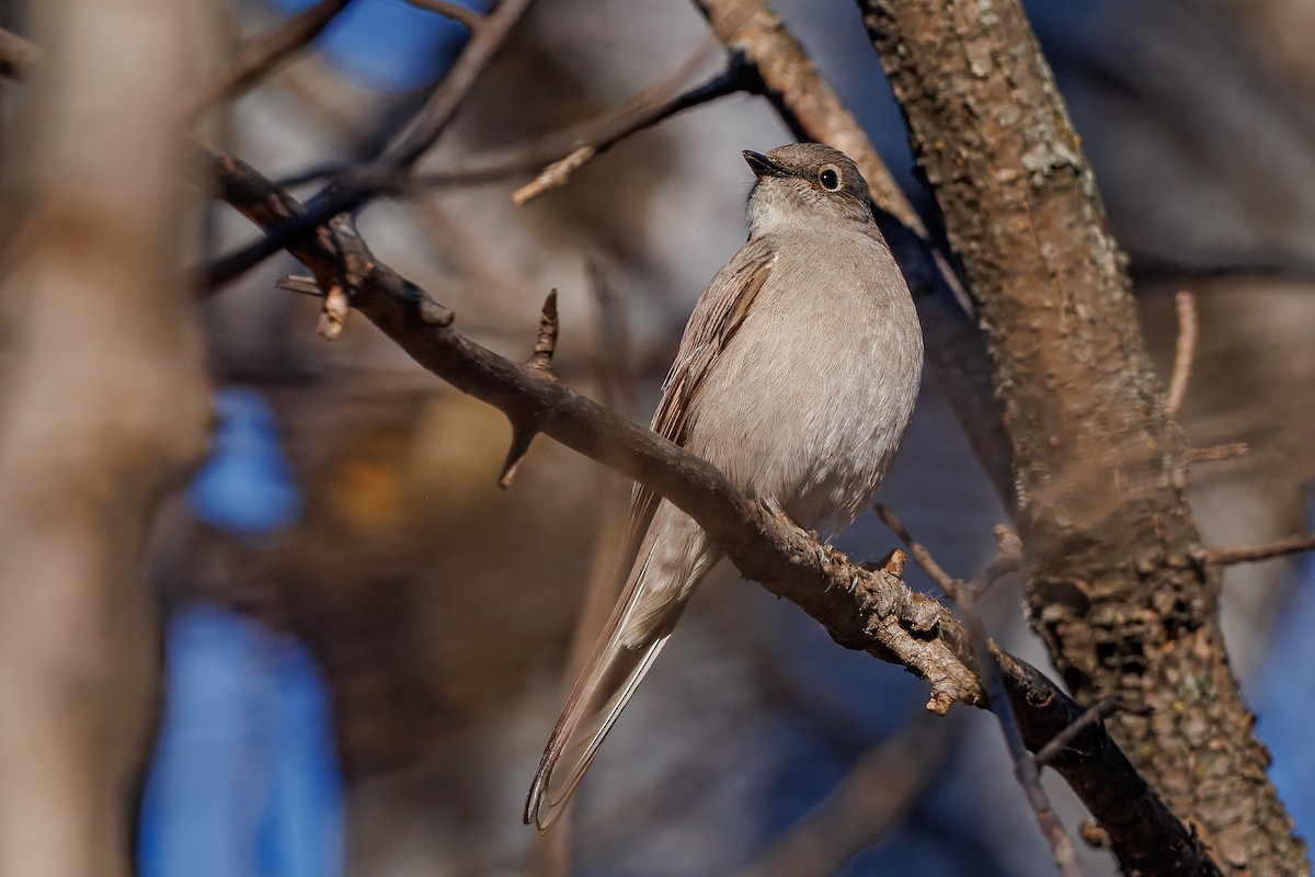 Townsend's Solitaire - ML645355846