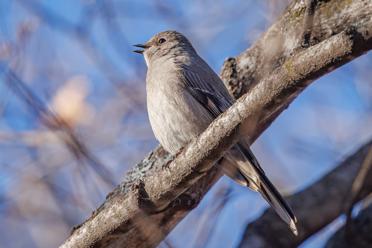 Townsend's Solitaire - ML645355847