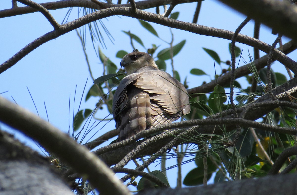 Cooper's Hawk - ML645355850