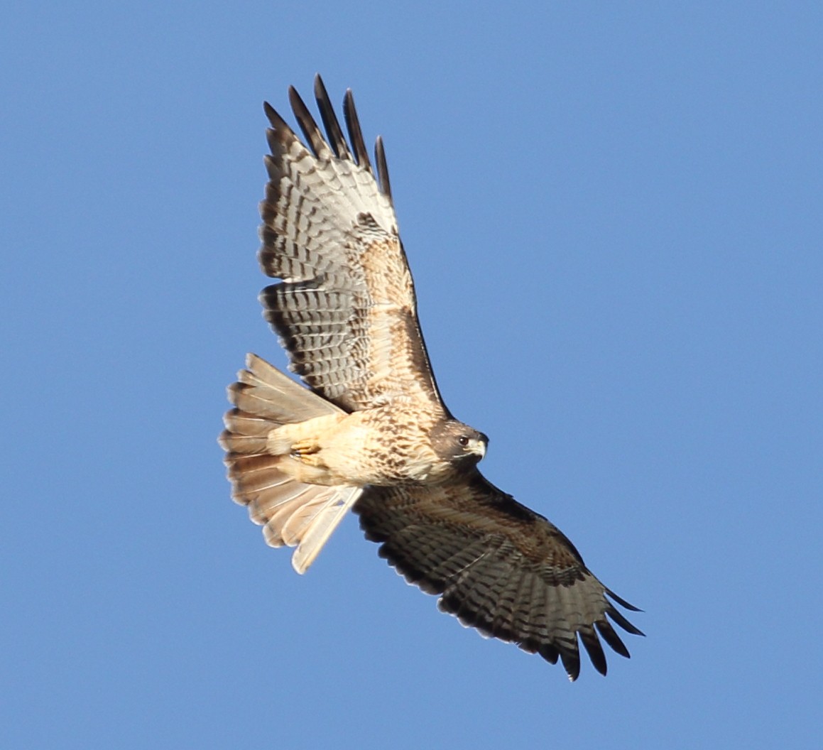 Red-tailed Hawk - ML645355852