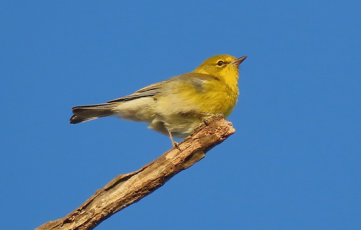 Pine Warbler - ML645355854