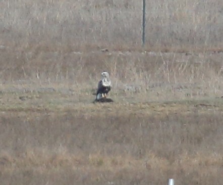 Rough-legged Hawk - ML645355862