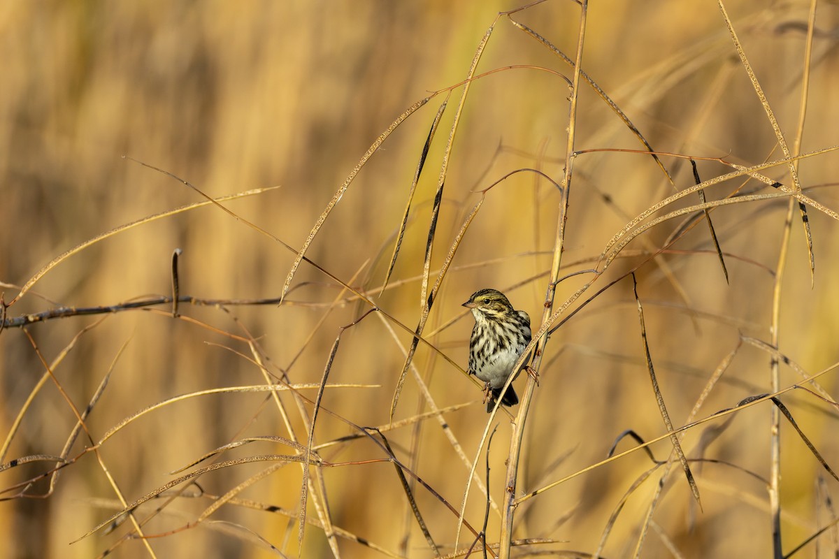 Savannah Sparrow - ML645355869