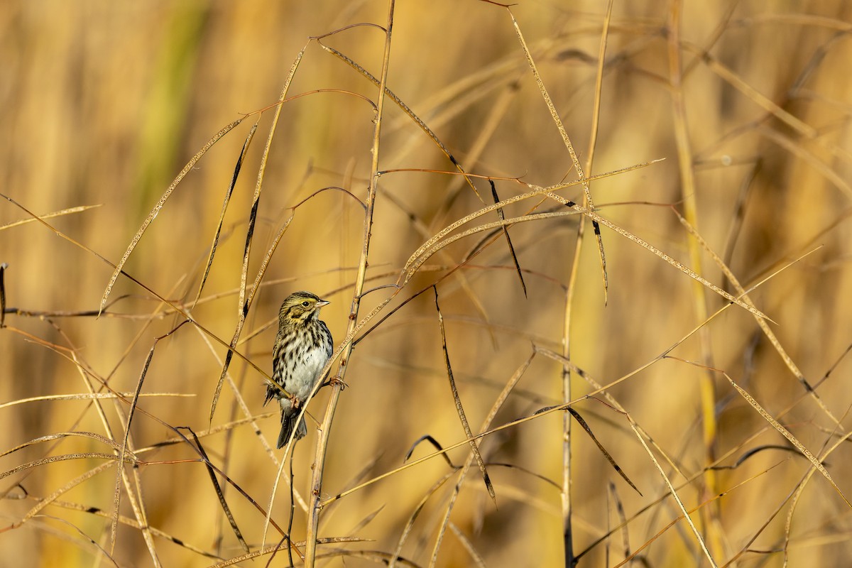 Savannah Sparrow - ML645355870