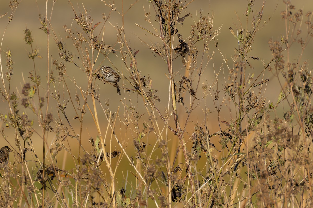 Song Sparrow - ML645355871