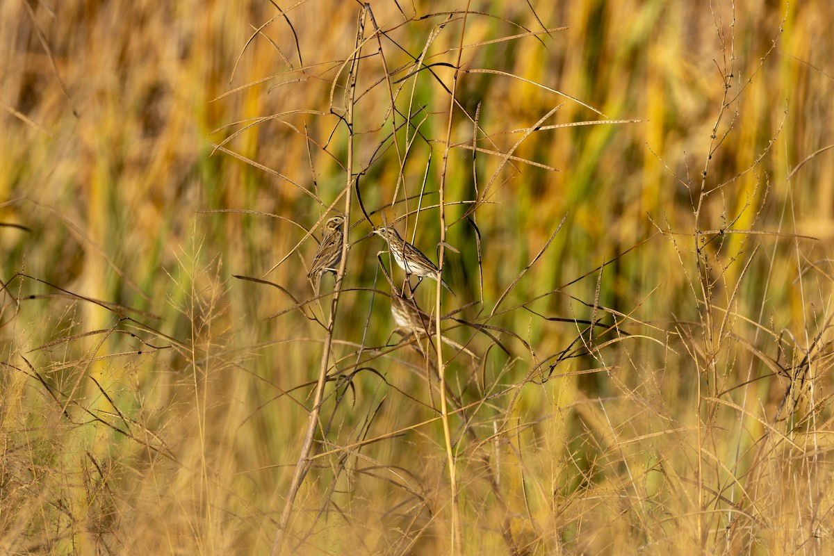 Savannah Sparrow - ML645355872