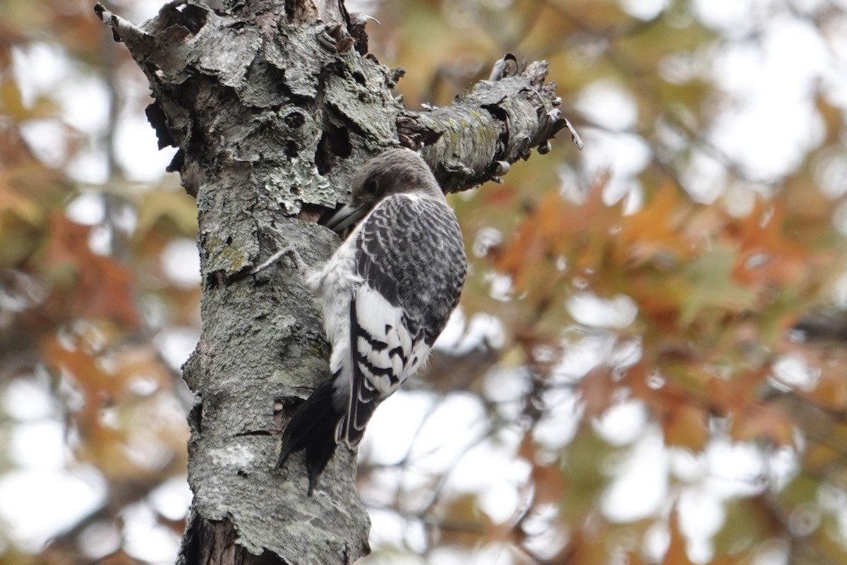 Red-headed Woodpecker - ML645355875