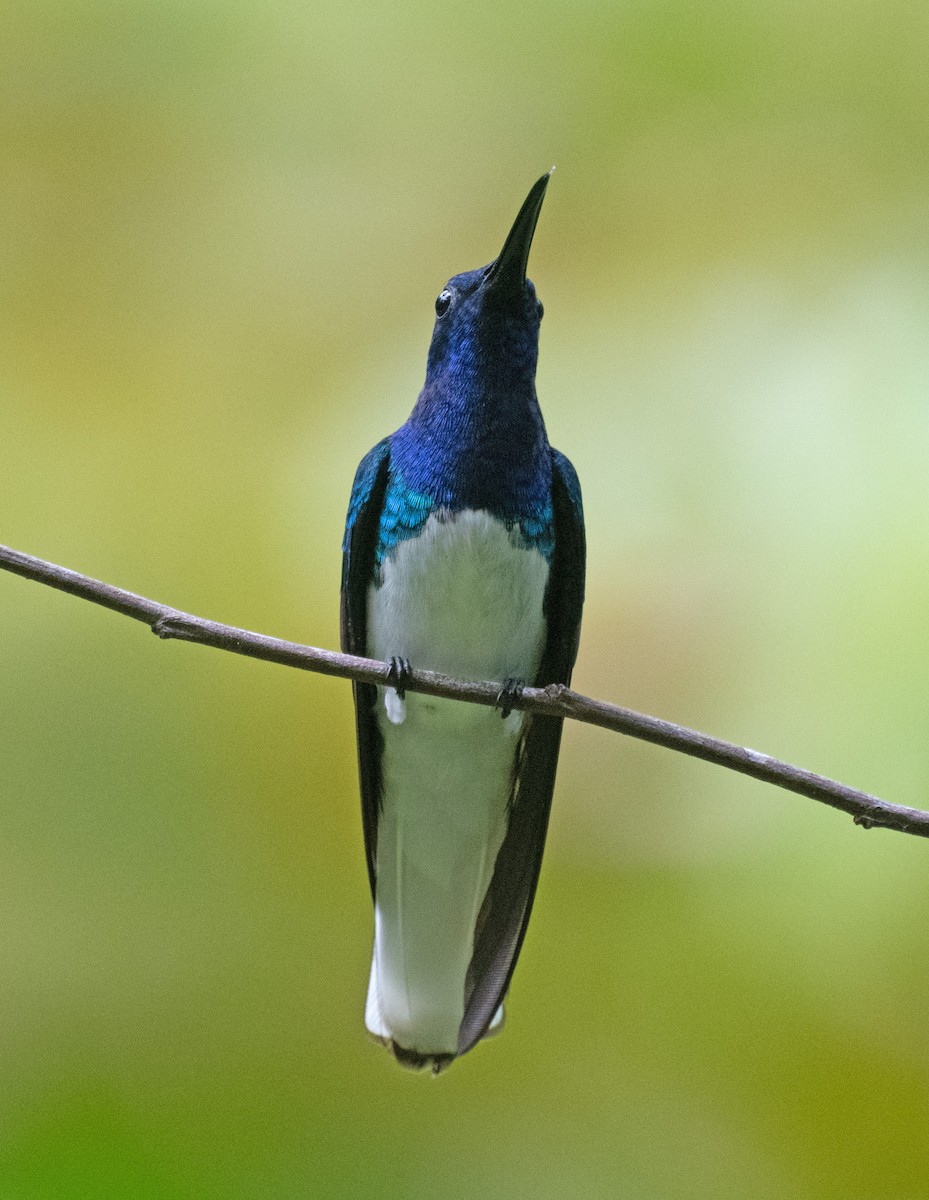 White-necked Jacobin - ML645355876