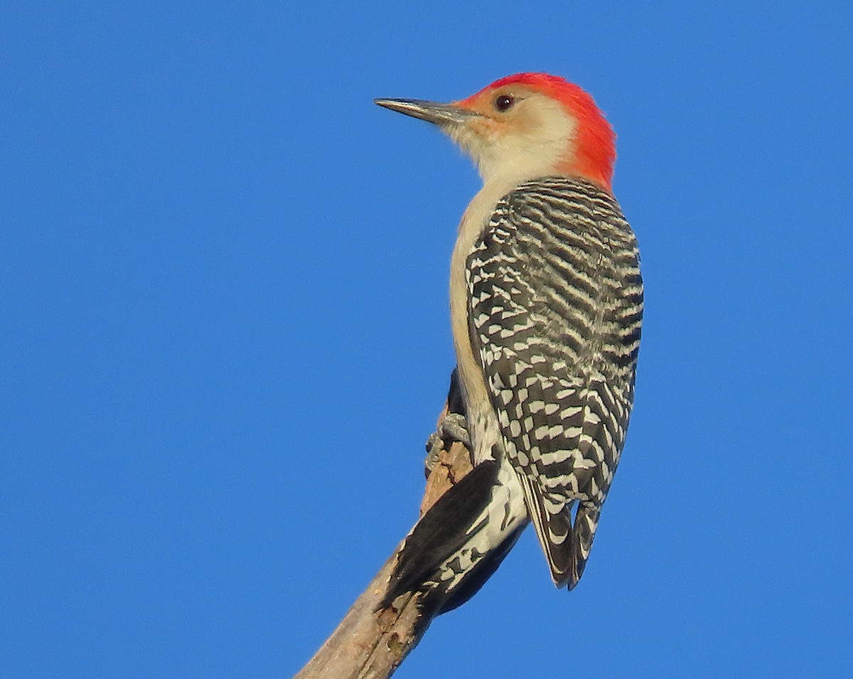 Red-bellied Woodpecker - ML645355881