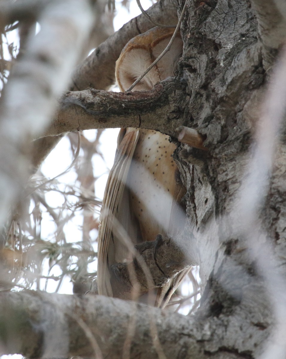 American Barn Owl - ML645355882