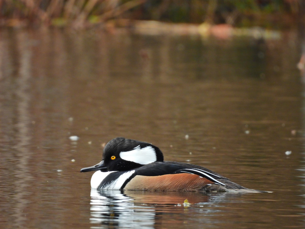 מרגון מקושט - ML645355886