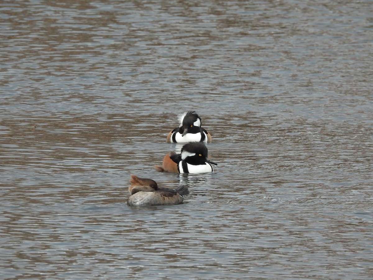 מרגון מקושט - ML645355887
