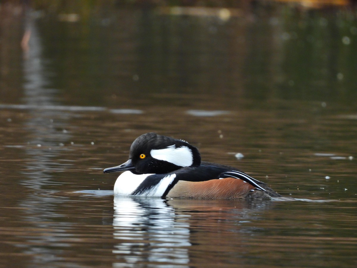 מרגון מקושט - ML645355888
