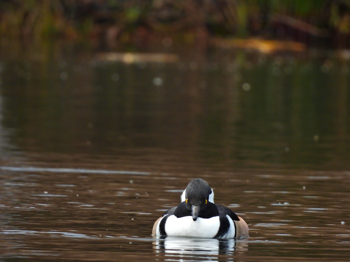 מרגון מקושט - ML645355889