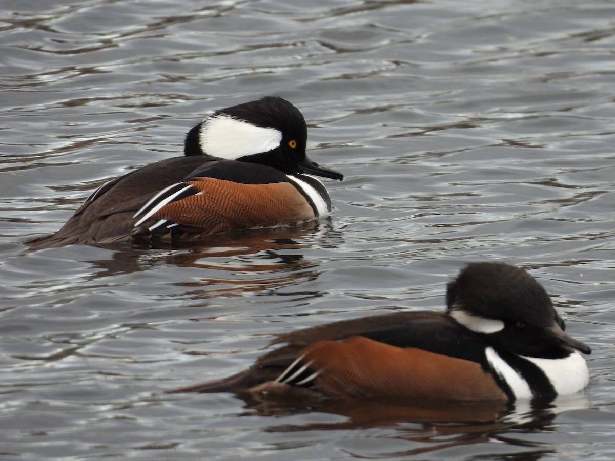 מרגון מקושט - ML645355890