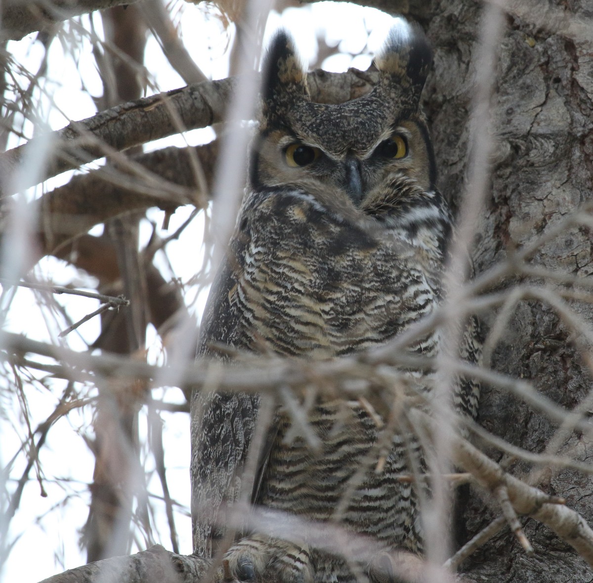 Great Horned Owl - ML645355896