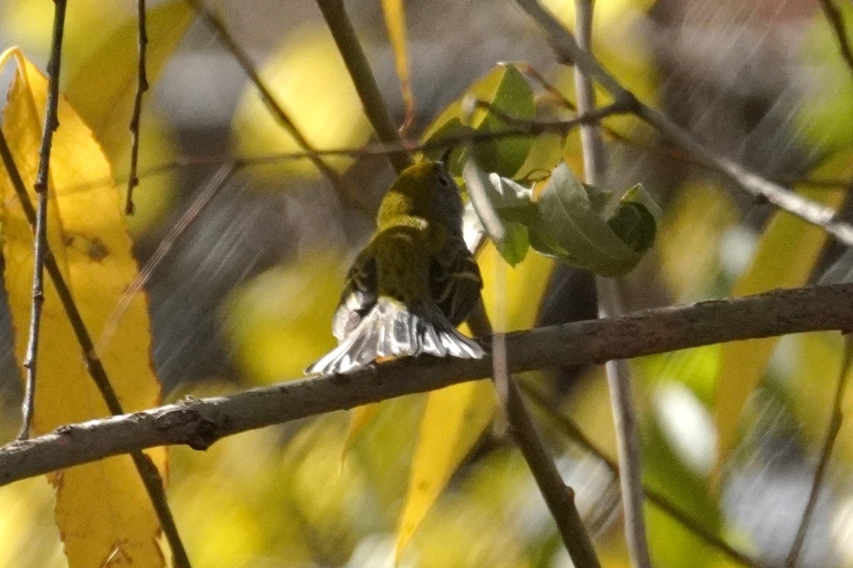 lesňáček rezavoboký - ML645355899