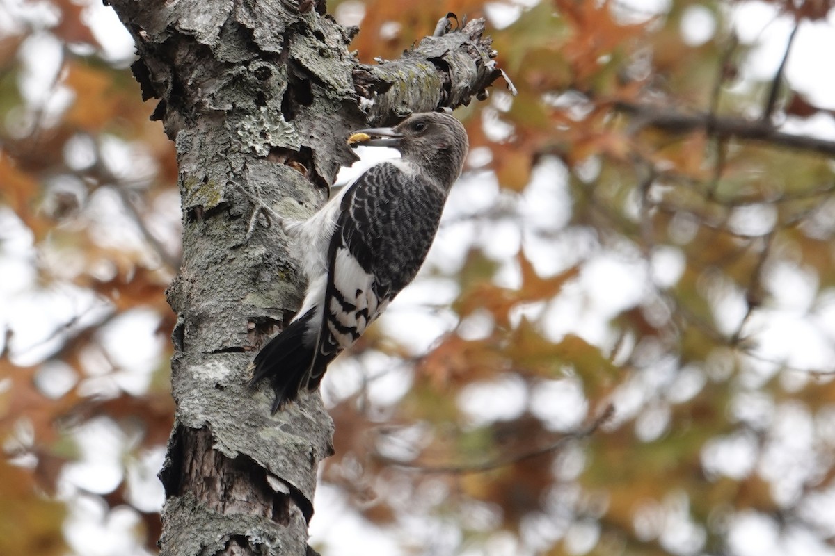 Red-headed Woodpecker - ML645355904