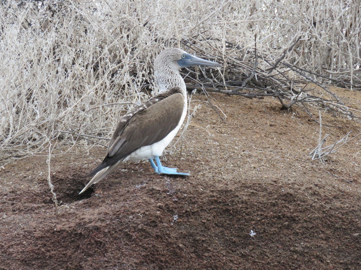 Blue-footed Booby - ML645355905