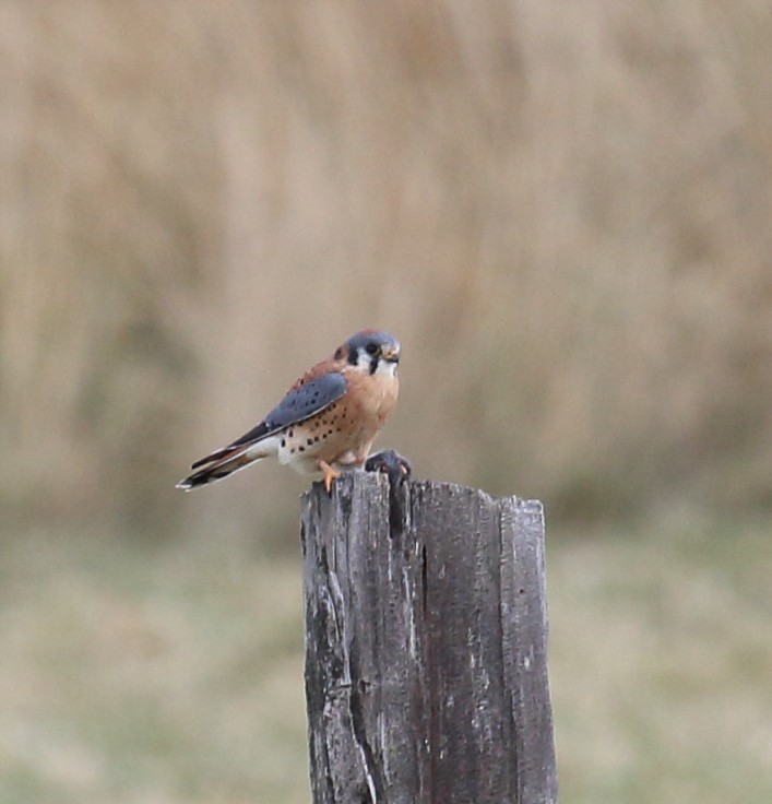 American Kestrel - ML645355910