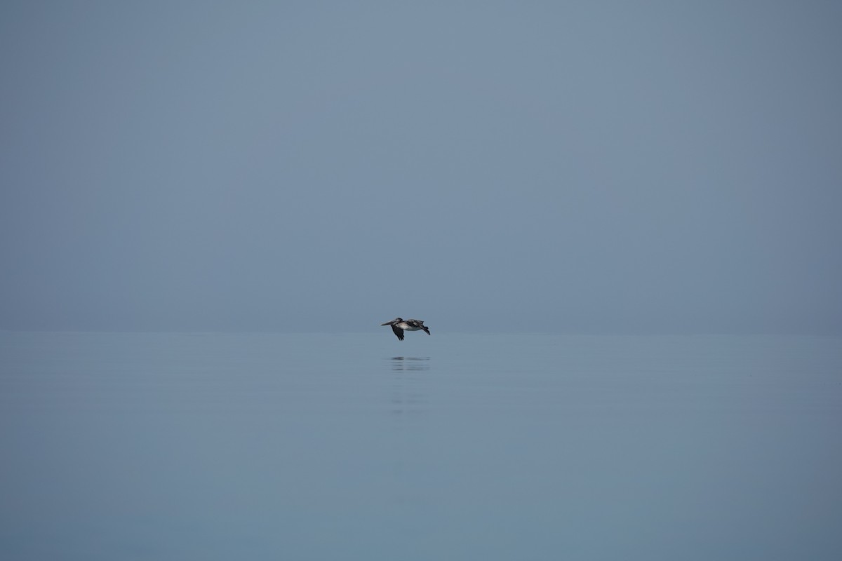 Brown Pelican - ML645355914