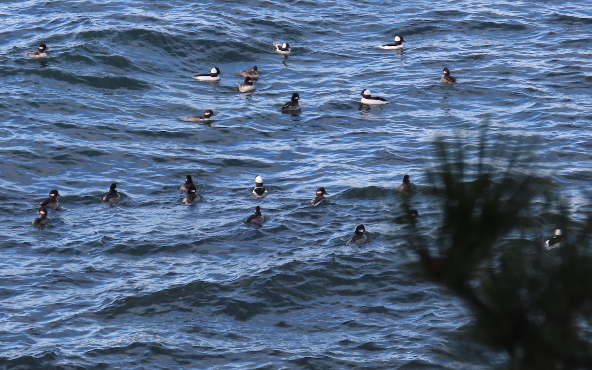 Bufflehead - ML645355922