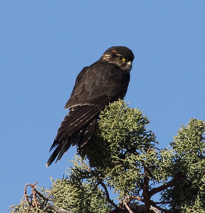 Merlin - ML645355925