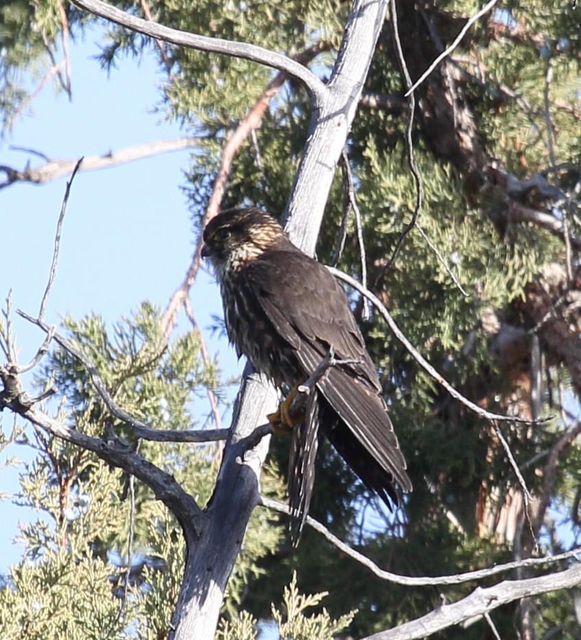 Merlin - ML645355926