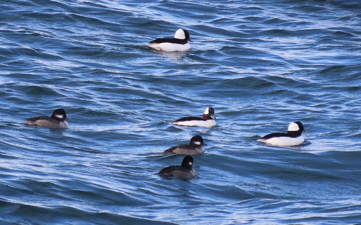Bufflehead - ML645355928