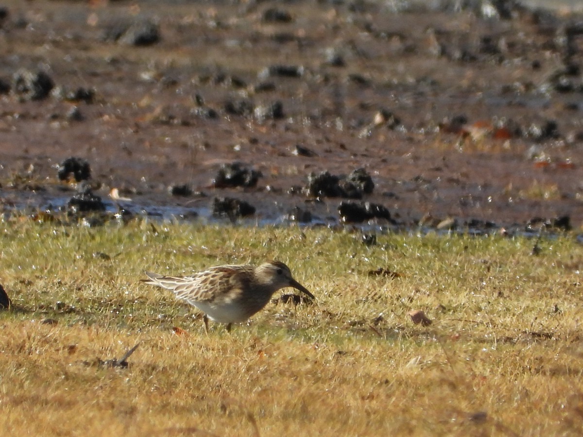 Sharp-tailed Sandpiper - ML645355930