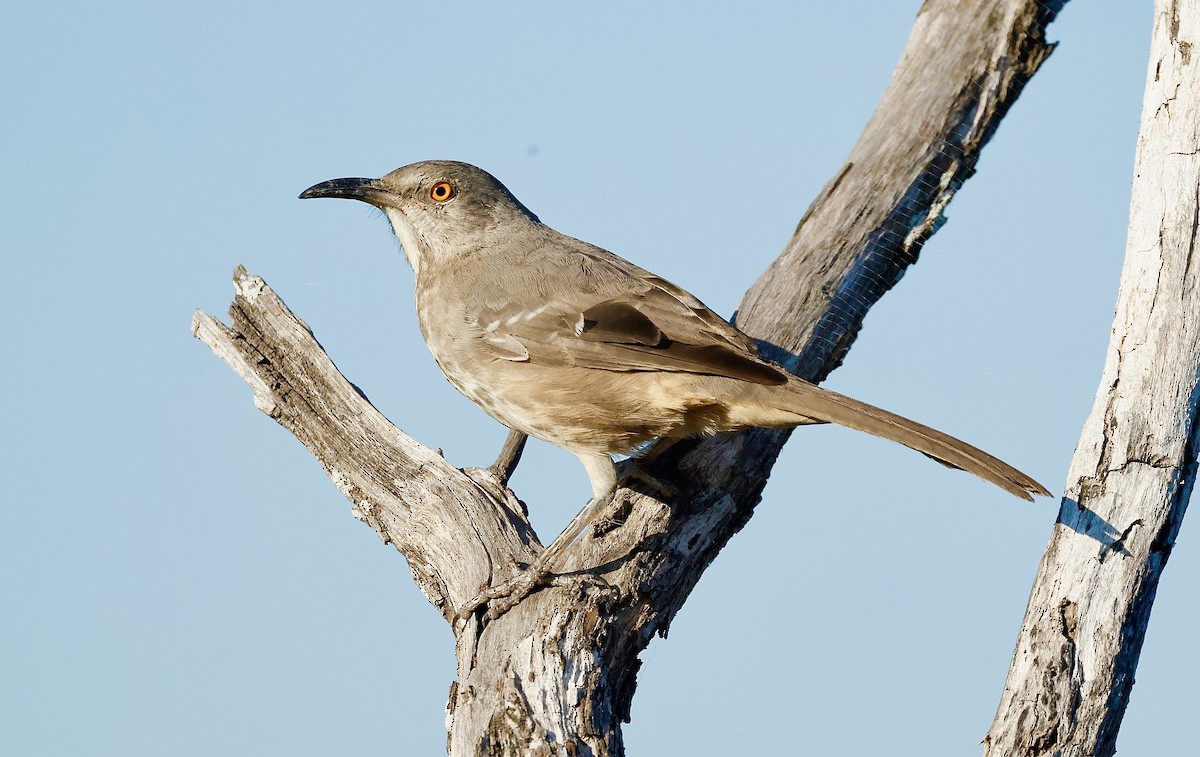 Kıvrık Gagalı Çöpçü - ML645355935