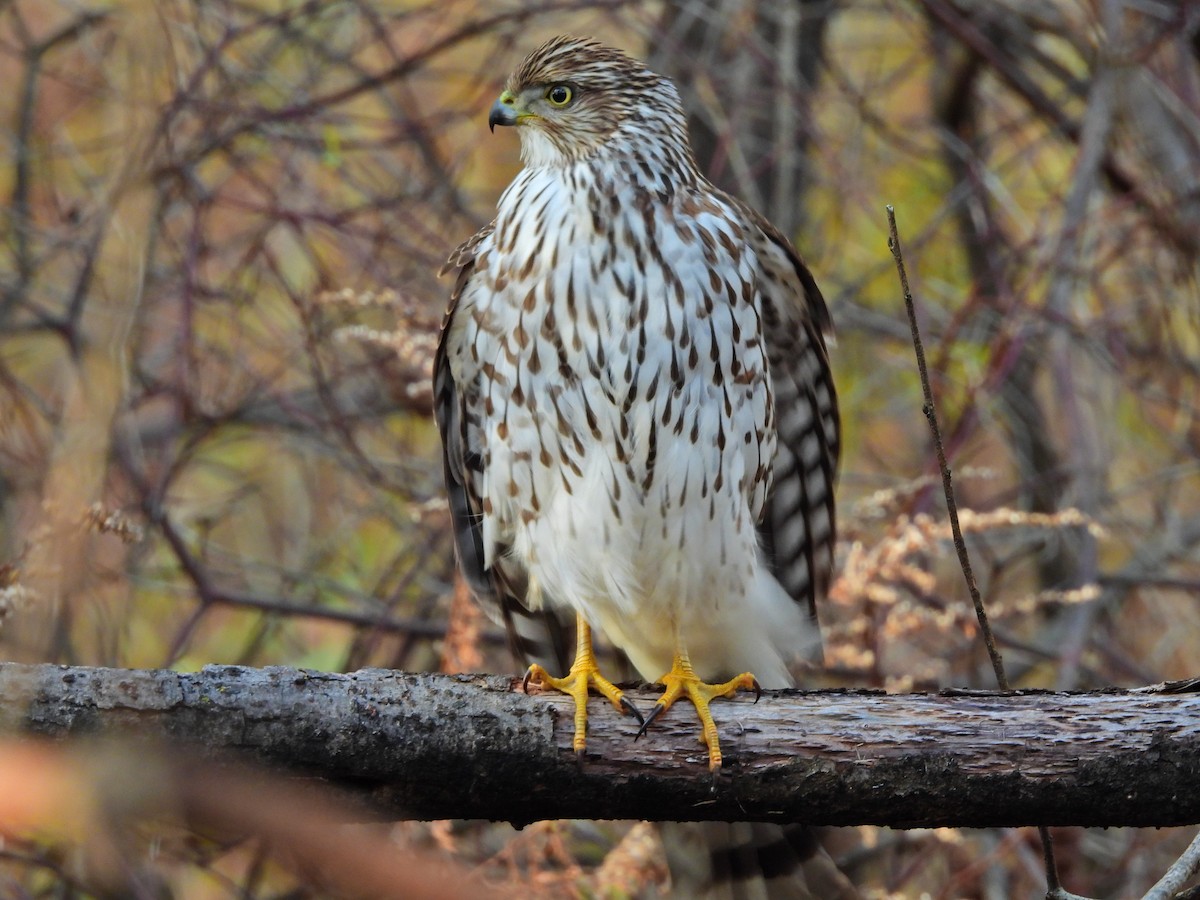 Cooper's Hawk - ML645355936