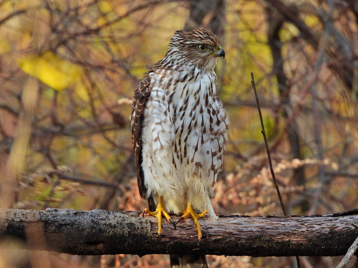 Cooper's Hawk - ML645355937