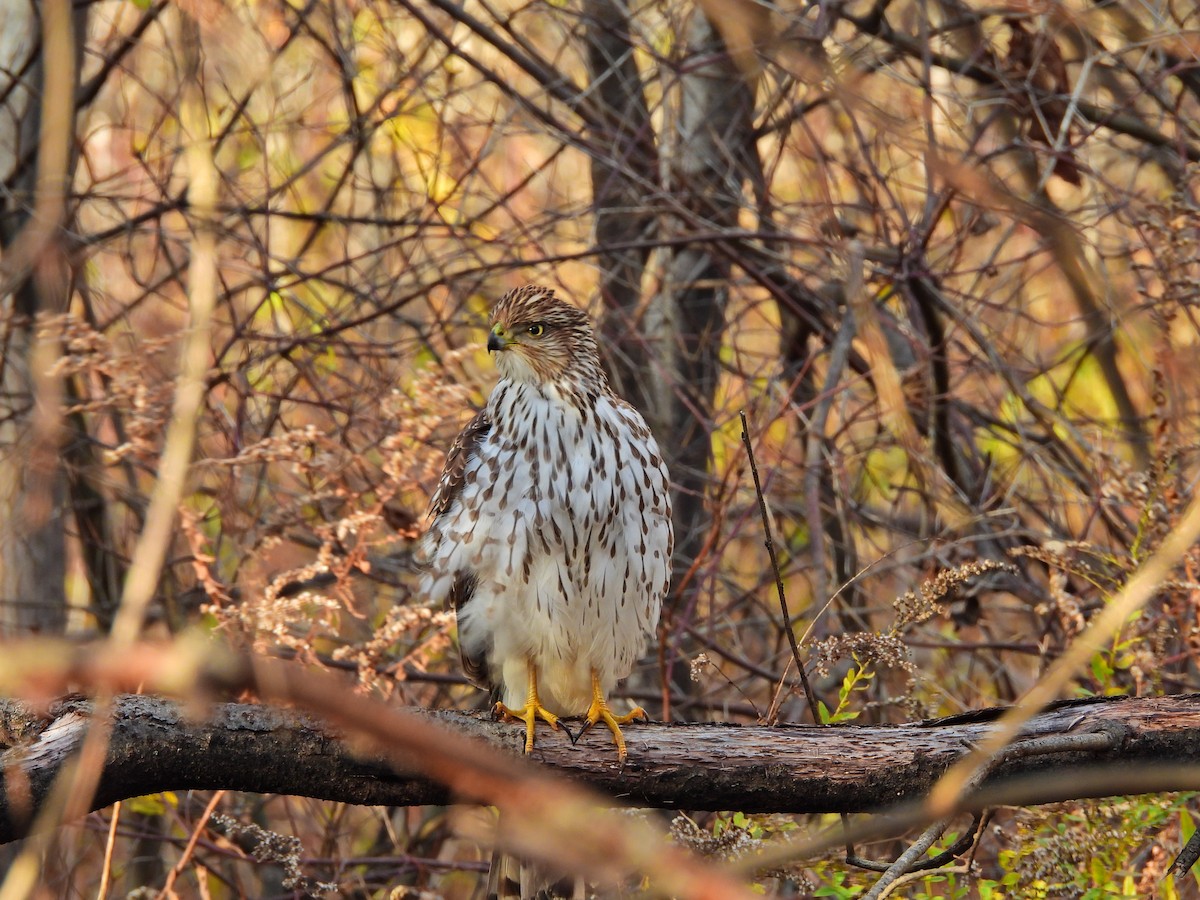 Cooper's Hawk - ML645355938