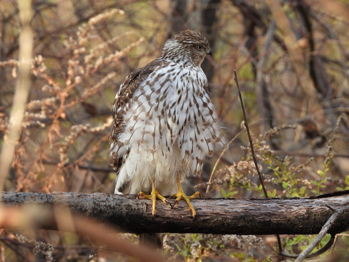 Cooper's Hawk - ML645355939