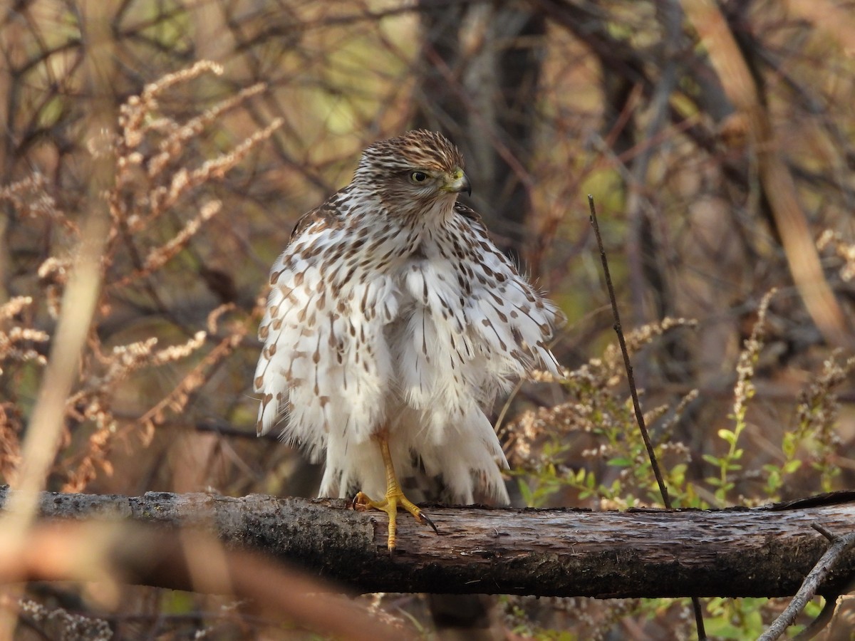 Cooper's Hawk - ML645355940