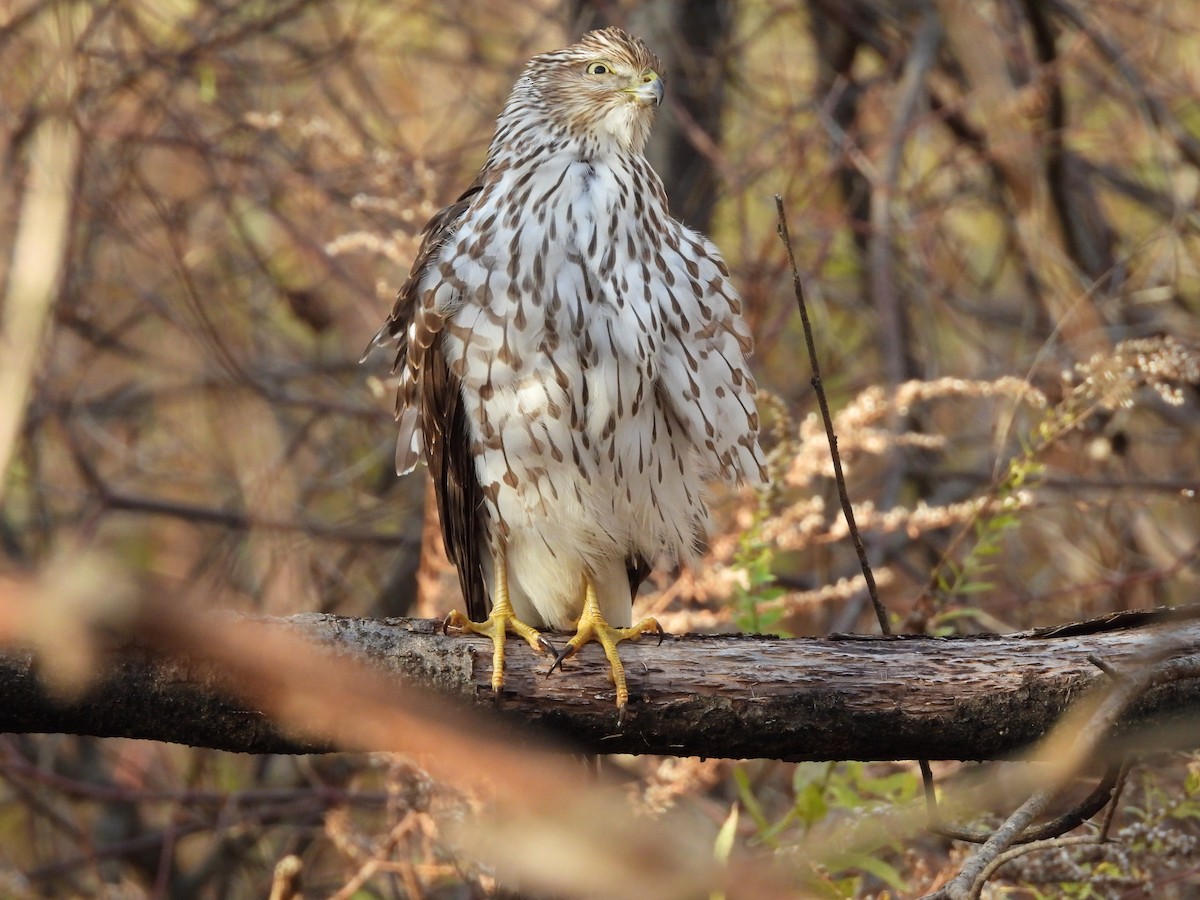 Cooper's Hawk - ML645355941
