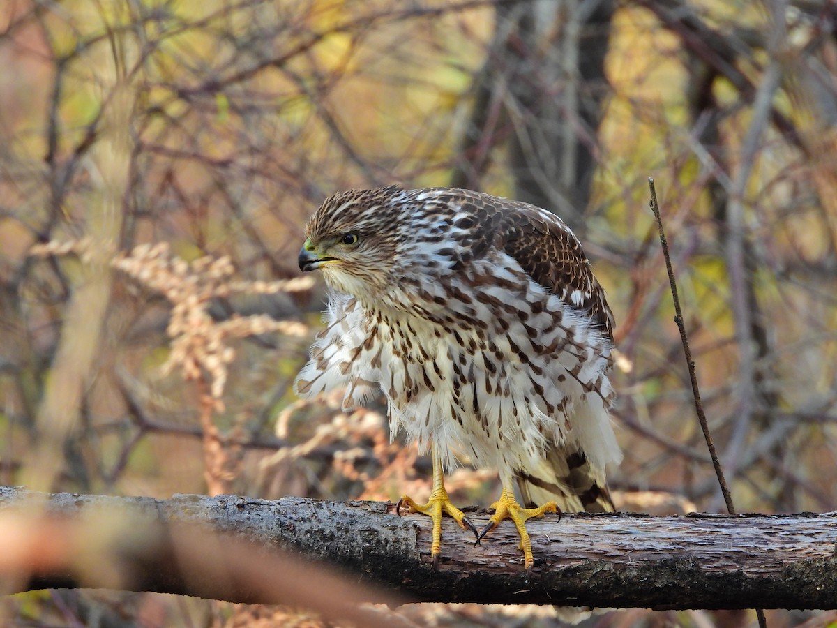 Cooper's Hawk - ML645355942