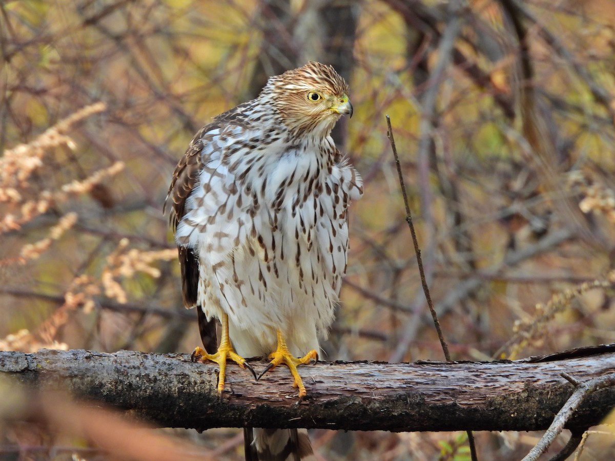 Cooper's Hawk - ML645355943