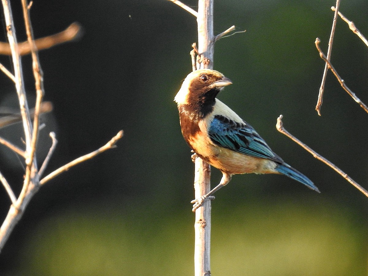 Burnished-buff Tanager - ML645355949