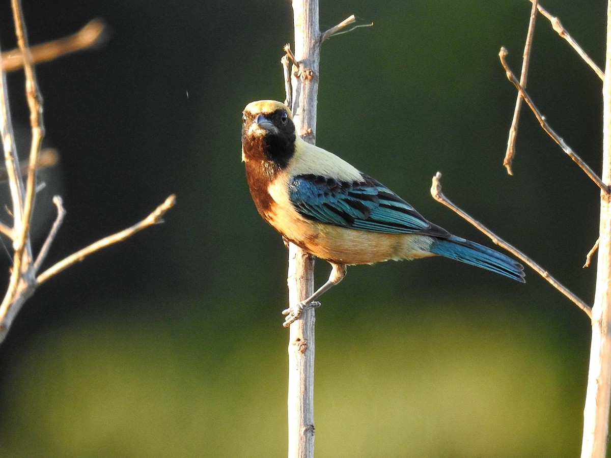 Burnished-buff Tanager - ML645355950