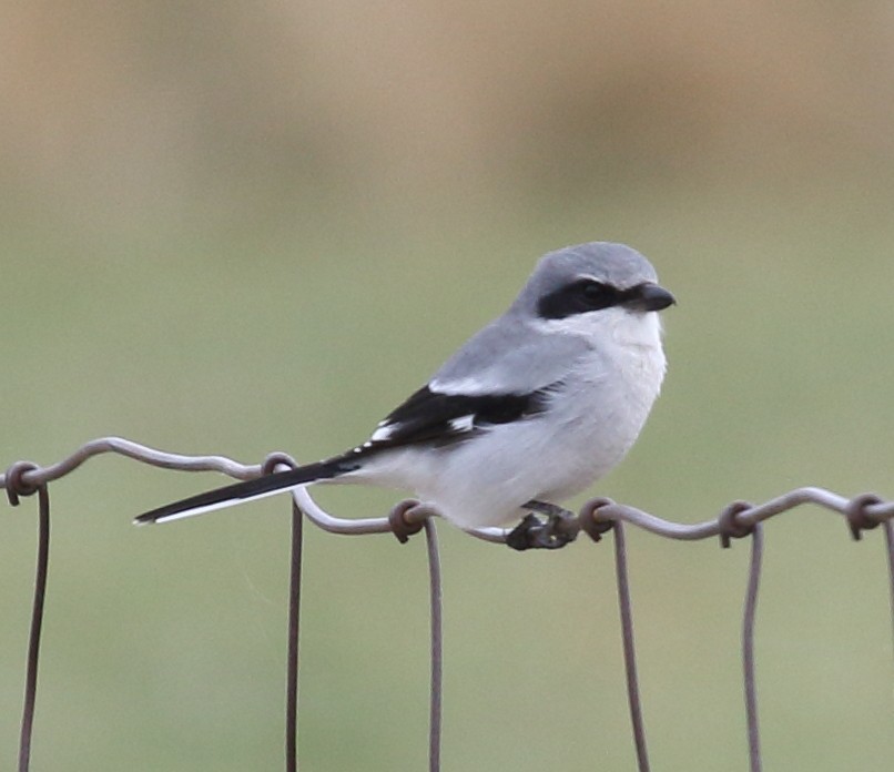 Loggerhead Shrike - ML645355951