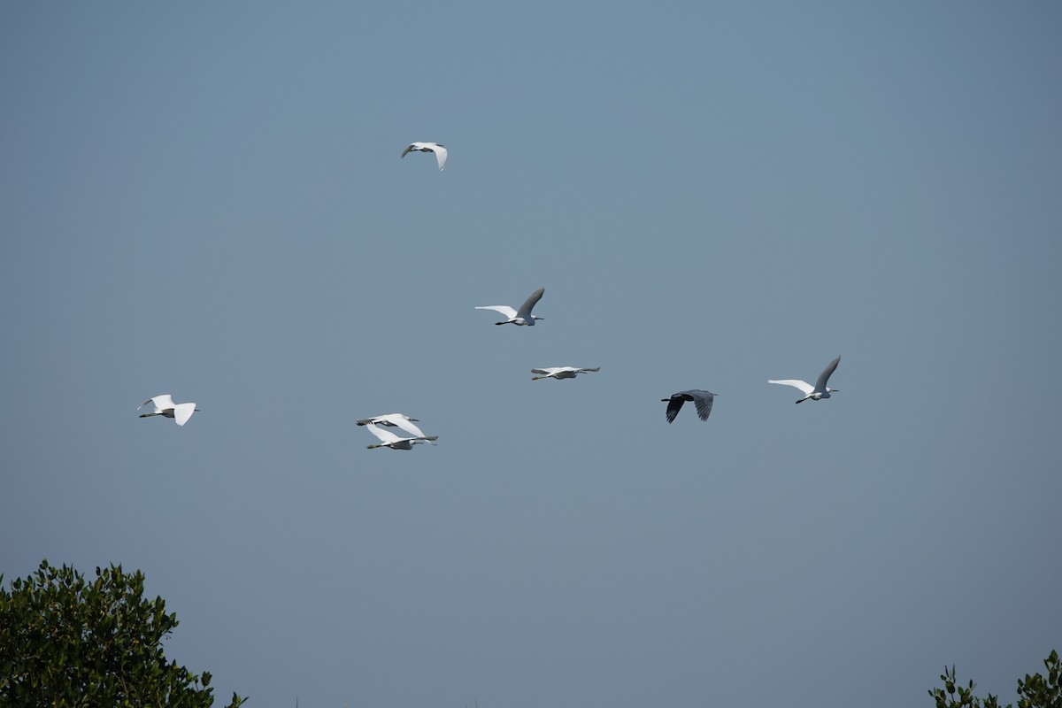Little Blue Heron - ML645355958