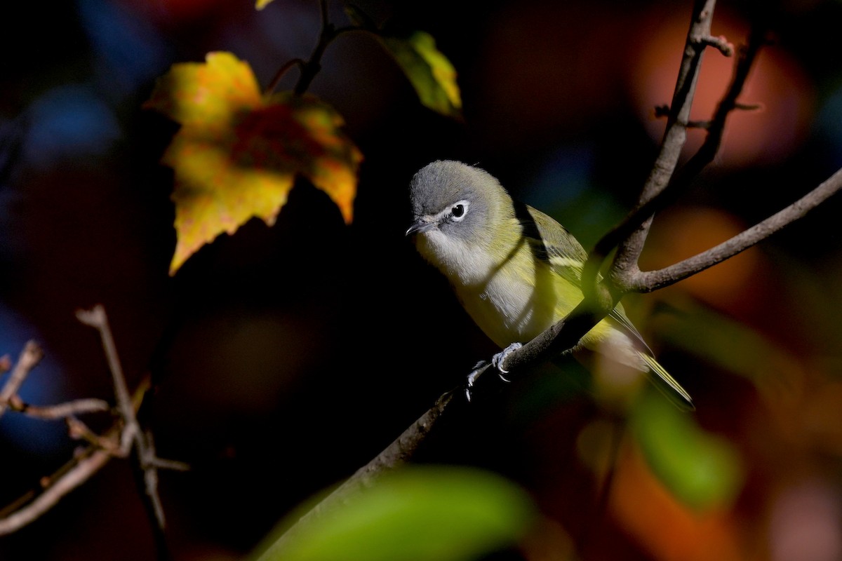 Blue-headed Vireo - ML645355963