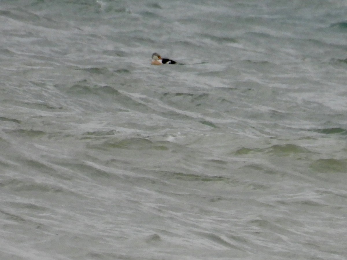 King Eider - ML645355964