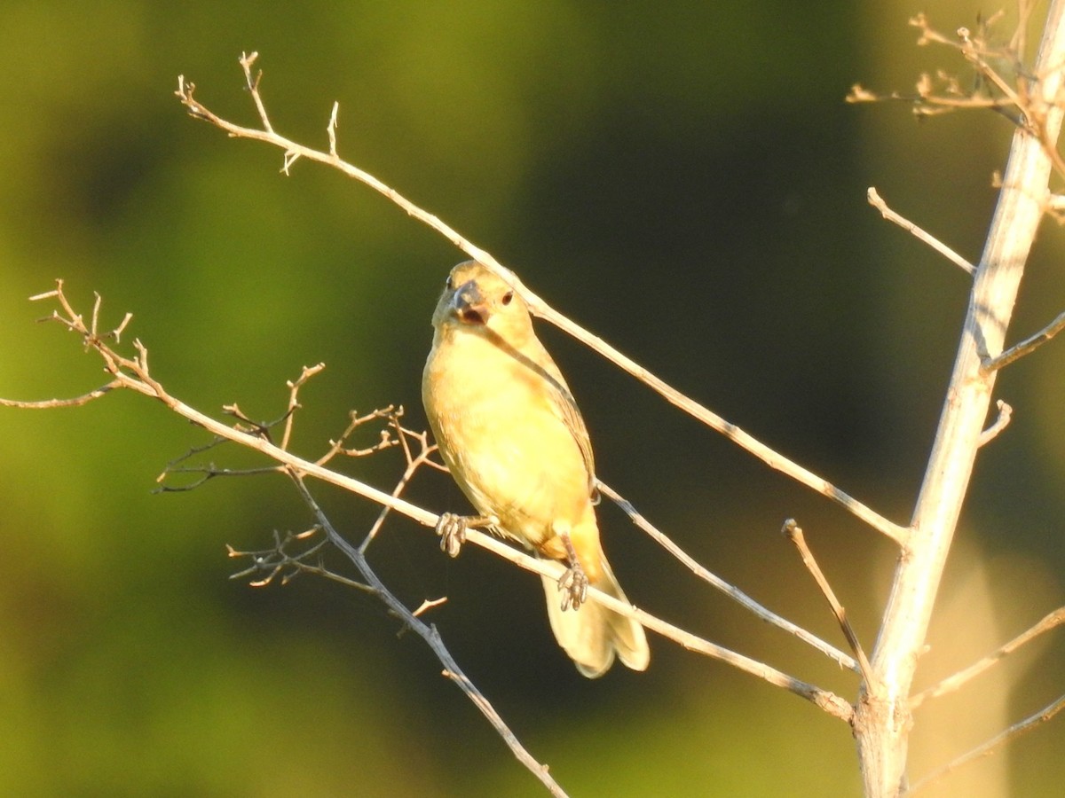 White-bellied Seedeater - ML645355965