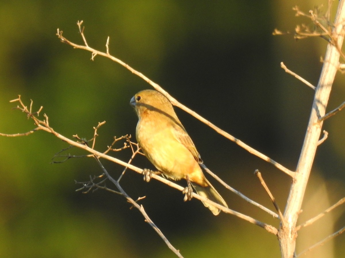 White-bellied Seedeater - ML645355966
