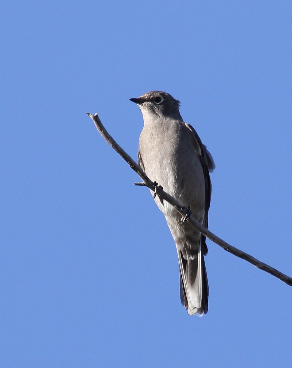 Townsend's Solitaire - ML645355972